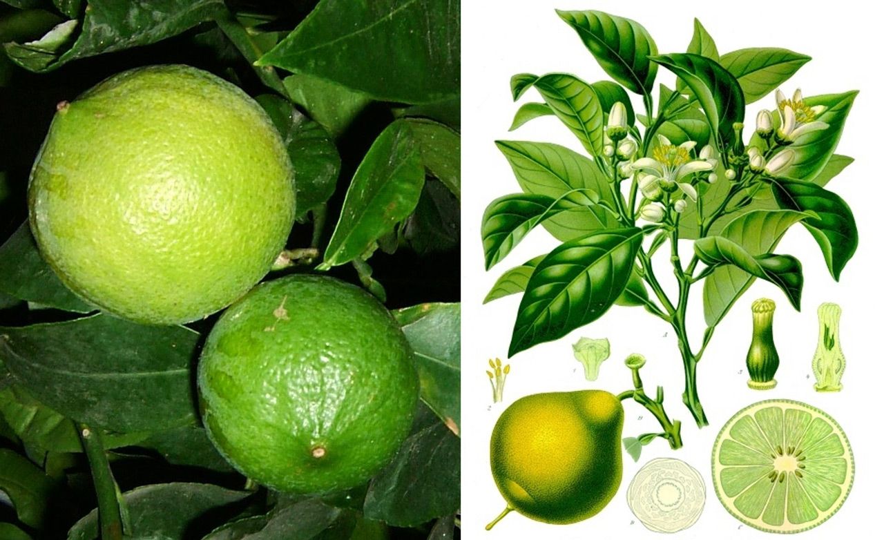 Pomarańcza bergamoty – żródło olejku bergamotowego, uzywanego m. in . do aromatyzowania herbaty Earl Grey