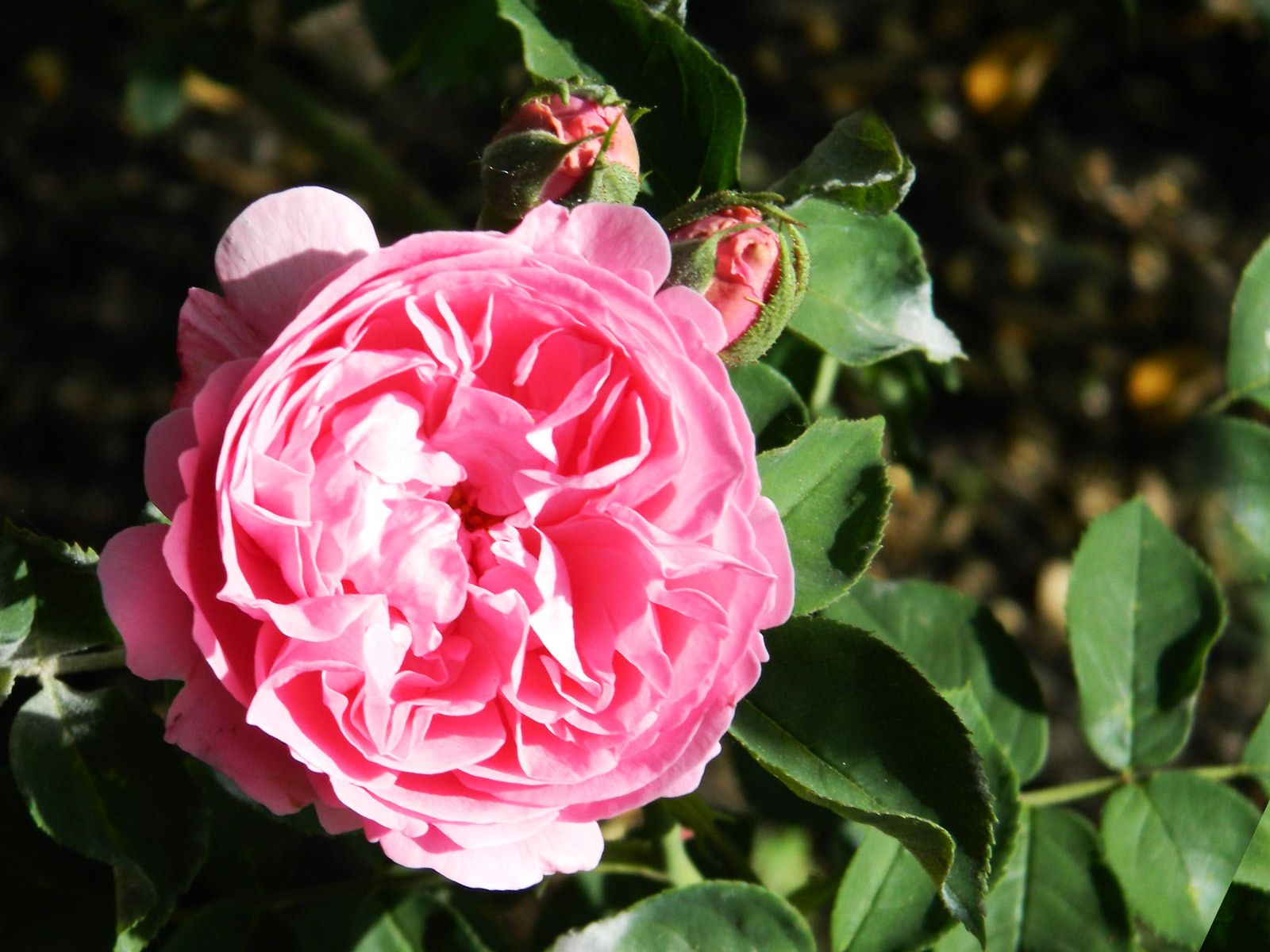 Róża burbońska (łac. Bourboniana, franc. Rosier de l’Ilsle de Bourbon), fot. Wikipedia