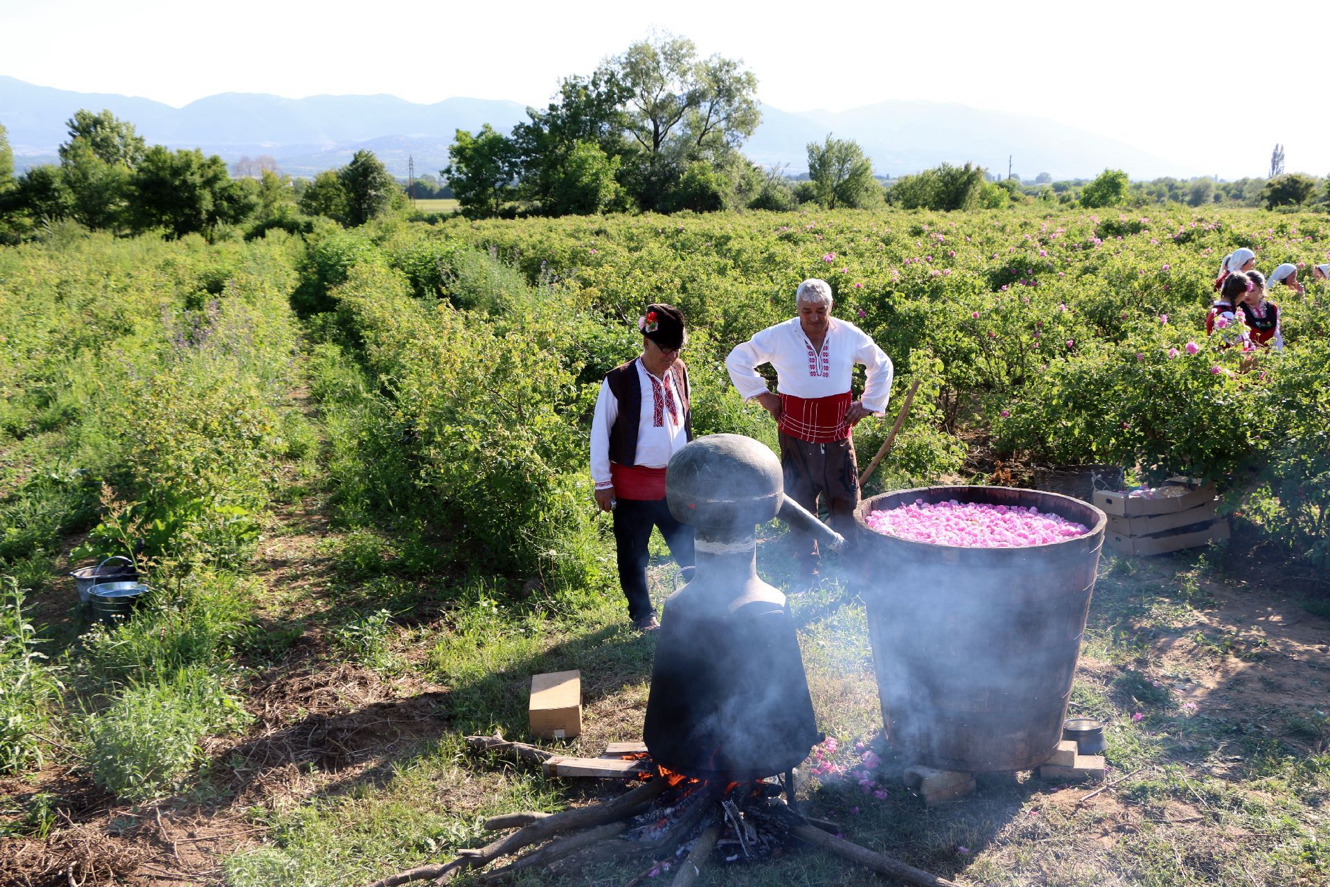 Destylacja olejku różanego w bułgarskiej Dolinie Róż (zdjęcie Wikipedia)