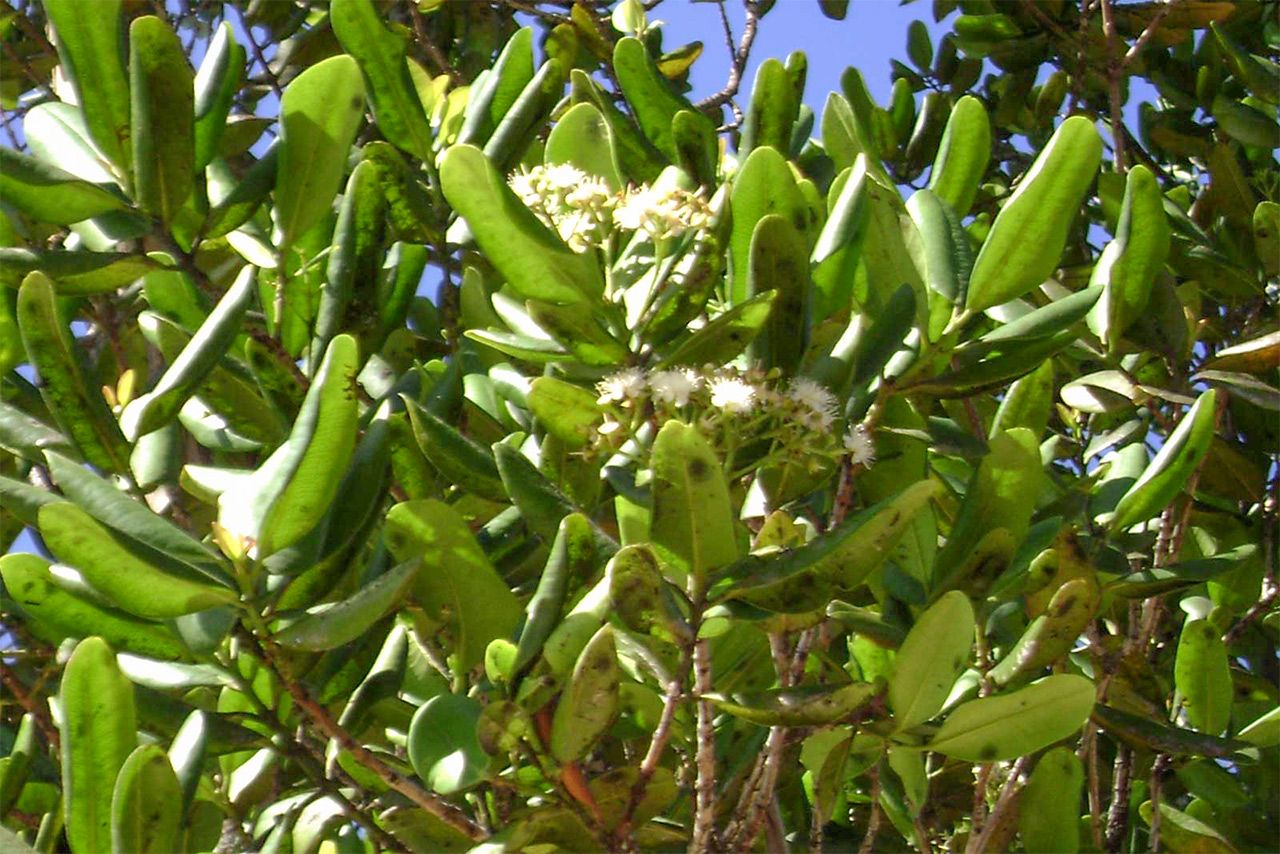 Laurowiec indyjski (Pimenta racemosa)